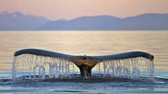 Whale Computer Wallpaper Desktop Background Id