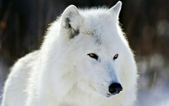 Polarwolf Vektorgrafik
