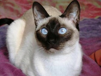 Beautiful Siamese Cats Photo
