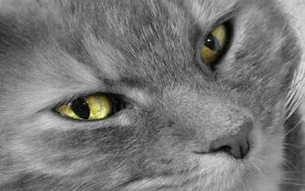 Gray Cat High Definition Wallpaper
