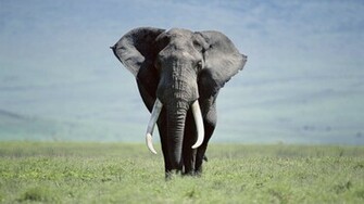 Fonds D Cran Elephant Tous Les Wallpaper