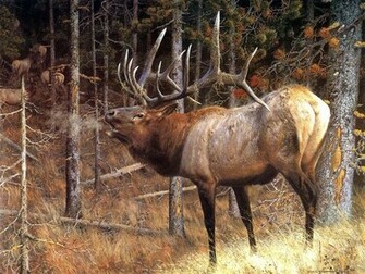 Find The Biggest Animals Kingdom And In World
