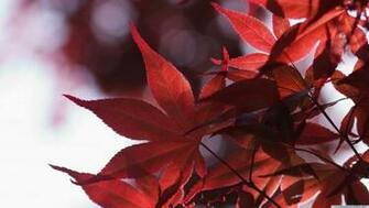 Japanese Ultra HD 4k Wallpaper Open Your Eyes