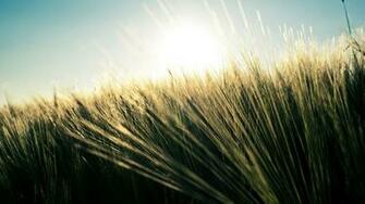Green Field HD Wallpaper