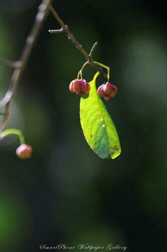 iPhone Wallpaper Mayumi Nature Smartphone Gallery