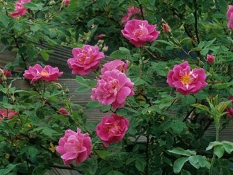 Flowers For Flower Lovers Rose Desktop Wallpaper