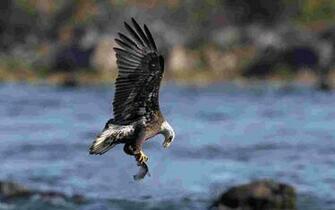 Predatory Bird Hunting Wallpaper Birds Nature