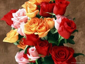 Red Rose Love Wallpaper E Entertainment