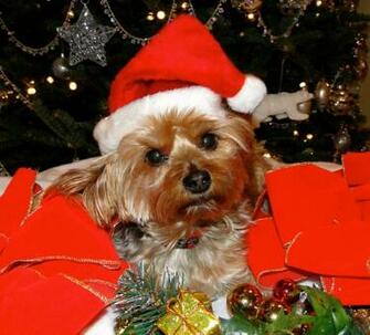 Linda Lee On Christmas Pets Animals