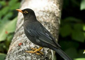 Common Blackbird Wallpaper Background