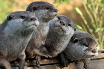River Otter Wallpaper At Wallpaperbro Otters