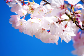 Flower Wallpaper High Resolution
