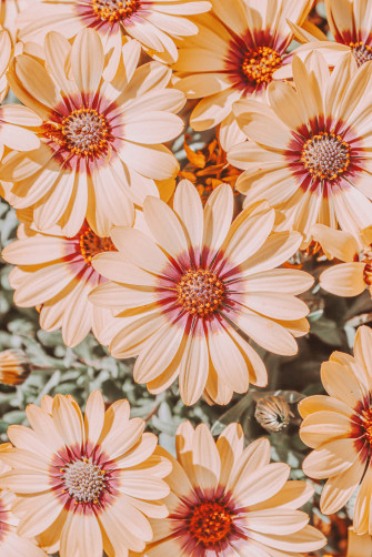 Wildflowers Dhrpnqxvceptp5ex Wallpaper