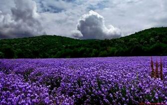 Landscapes Nature Wallpaper Lavender