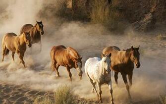 Horses HD Wallpaper