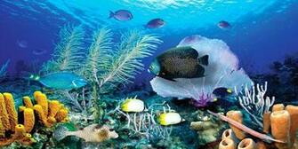 Ocean Reef HD Wallpaper Mural