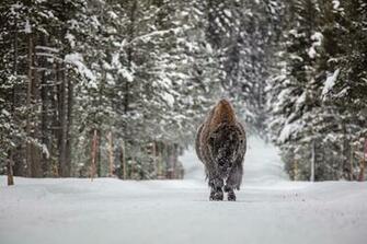Wallpaper American Buffalo Winter Snow Forests Animals