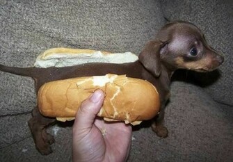HD Funny Weiner Dog Image
