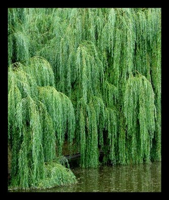 Weeping Willow By Mundon