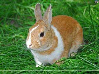 Rabbits Wallpaper
