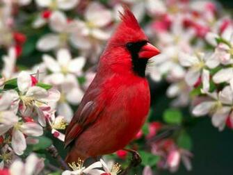 Funny Pictures Wallpaper Collections Exotic Birds