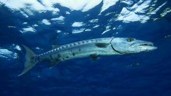 Barracuda HD Wallpaper Background Image Id