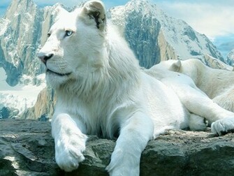 Wallpaper White Lion Desktop