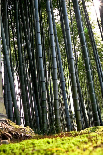 Bamboo iPhone 4s Wallpaper