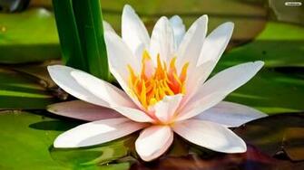 Youwall Water Lily Wallpaper