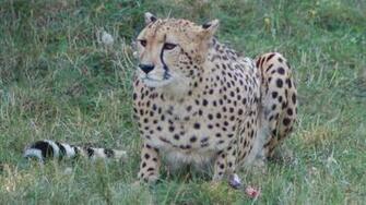 Big Cat High Quality And Resolution Wallpaper On