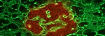 Msc In Integrated Immunology University Of Oxford