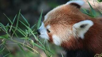Red Panda Computer Wallpaper Desktop Background Id