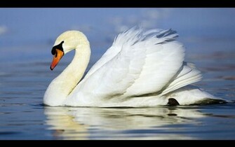 Swan Wallpaper Desktopwallpaper Desktop Background