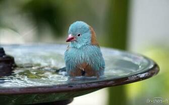 Blue Bird Bath Wallpaper