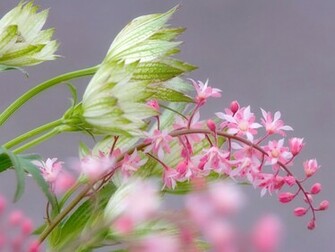 Flowers For Flower Lovers Desktop Wallpaper