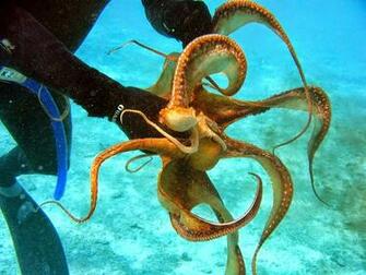 Tags Octopus HD Wallpaper