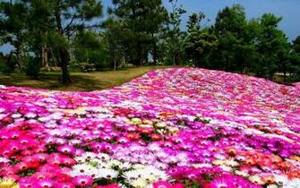 Welcome Spring Wallpaper