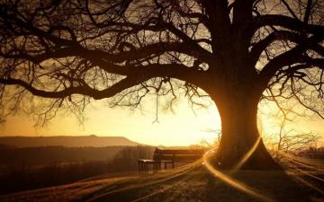 Magic Tree Bench Grass Wallpaper