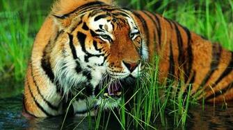 HD Background Gorgeous Wallpaper Tiger
