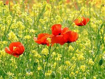 Wallpaper Poppy Flowers Desktop