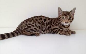 Exotic Spotted And Marbles Bengal Cats HD Photos