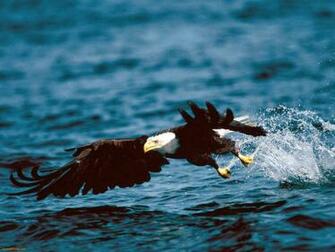 Desktop HD Wallpaper S Bald Eagles