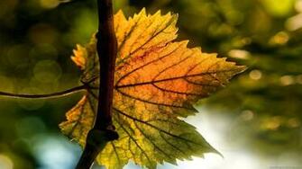 HD Widescren Wallpaper High Resolution Widescreen Image