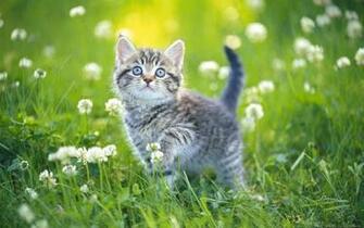 Cat In Flowers Cats Wallpaper