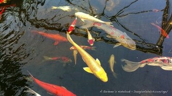 Koi Pond Desktop Tablet And Smartphone Wallpaper For February