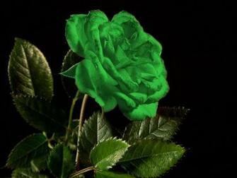 Green Rose Background Wallpaper Walops