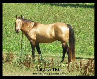 Pictures Of Quarter Horses Foundation