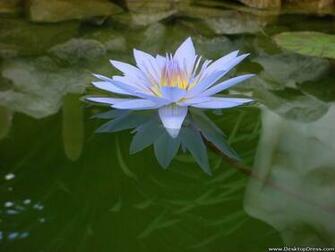 Desktop Wallpaper Flowers Gardens Background Water Lily