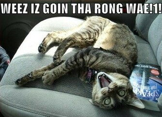 Lolcats Background Wallpaper