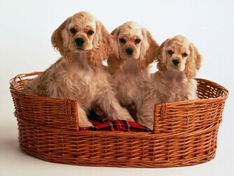 Puppies Image Cocker Spaniel Wallpaper Photos
